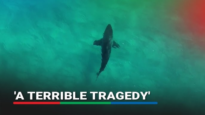 BREAKING: Terrible Shark Attack on Salou Beach claims….