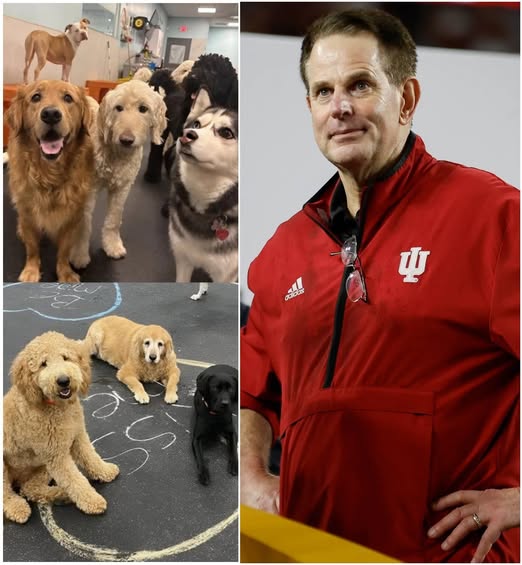 GOOD NEWS: Indiana’s Curt Cignetti and Wife Manette Unveil $3 Million Dogtopia Sanctuary to Rescue, Rehabilitate and Rehome Abused and Abandoned Dogs